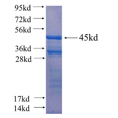 Recombinant human HPDL(Full length) SDS-PAGE