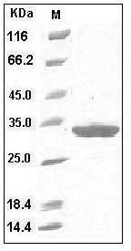 Mouse IgG1-Fc Protein (102 Cys/Ser) SDS-PAGE