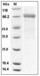 Rhesus DKK-1 / Dkk1 Protein (256 Asn/Gln, Fc Tag) SDS-PAGE