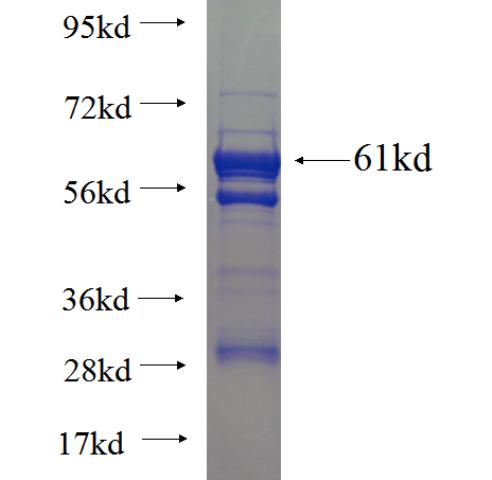 Recombinant human UFD1L SDS-PAGE