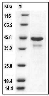 Human SULT2B1 / HSST2 Protein (His Tag) SDS-PAGE