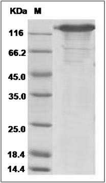 Rhesus SELP / P Selectin Protein (Fc Tag)