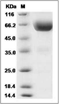 Mouse TIM3 / HAVCR2 Protein (Fc Tag) SDS-PAGE