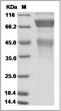 Cynomolgus / Rhesus c-MET / HGFR Protein SDS-PAGE