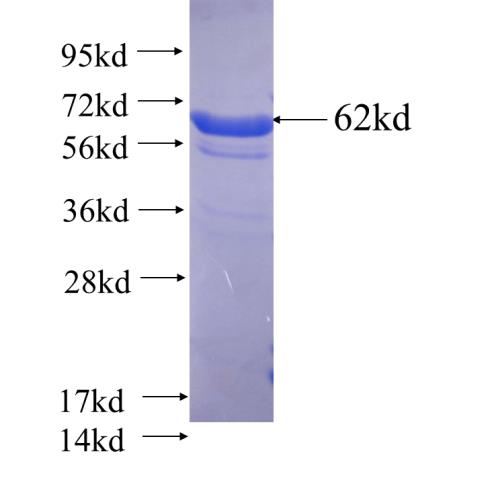 Recombinant human GAPDH SDS-PAGE