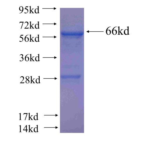 Recombinant human GSNOR,ADH5(Full length) SDS-PAGE