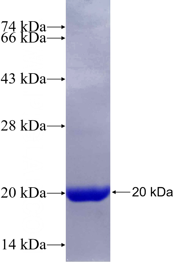 Recombinant Human PDE6D SDS-PAGE