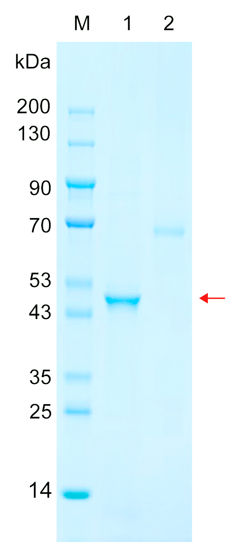 Recombinant EXO1 protein (His tag) SDS-PAGE