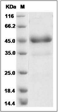 Human GITR / TNFRSF18 Protein (Fc Tag) SDS-PAGE