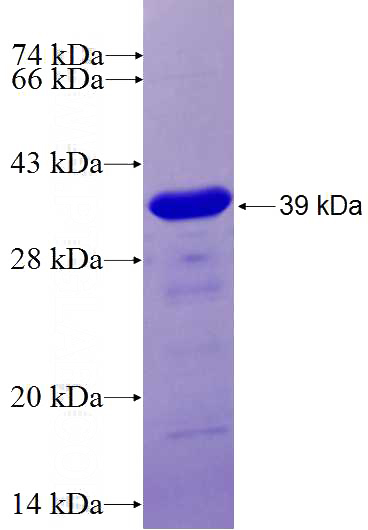 Recombinant Human CRTC2,TORC2 SDS-PAGE