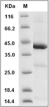 Human IDO1 / IDO Protein SDS-PAGE