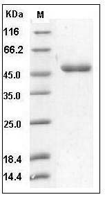 Human CD112 / Nectin-2 / PVRL2 Protein (His Tag) SDS-PAGE