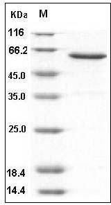 Human JAM-A / F11R Protein (Fc Tag) SDS-PAGE