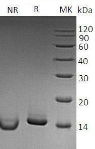 Mouse Csf2/Csfgm recombinant protein