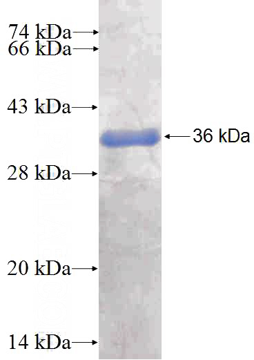Recombinant Human LEPRE1 SDS-PAGE