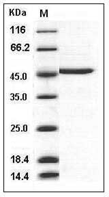 Human DDOST / OST48 Protein SDS-PAGE