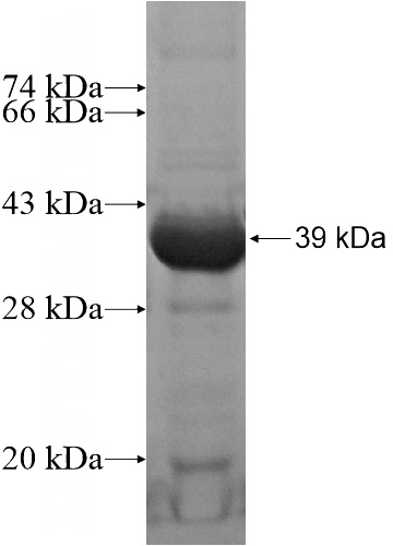 Recombinant Human C16orf89 SDS-PAGE