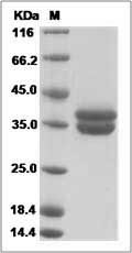 DCD protein SDS-PAGE