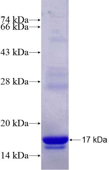 Recombinant Human BMP4 SDS-PAGE