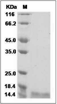 Human / Mouse / Rat / Cynomolgus / Rhesus Activin A / INHBA Protein