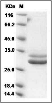 Rat JAM-A / F11R Protein (His Tag) SDS-PAGE