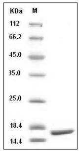 Cynomolgus TNF-alpha / TNFA / TNFSF1A / Cachectin Protein SDS-PAGE