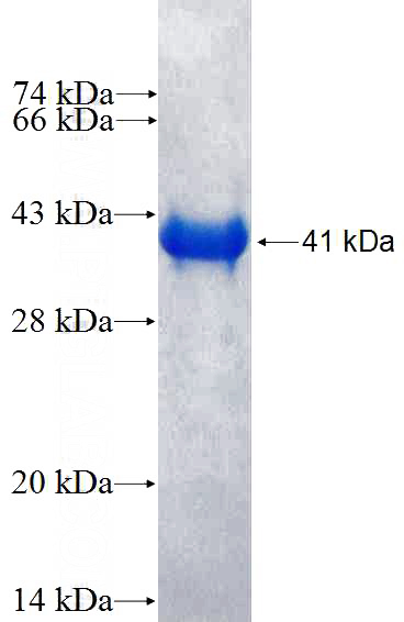 Recombinant Human MAP3K13 SDS-PAGE