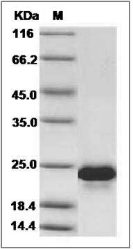 Canine VEGF / VEGFA Protein SDS-PAGE