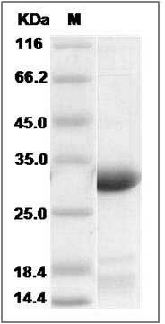 Human EF1B / EEF1B2 Protein (His Tag) SDS-PAGE