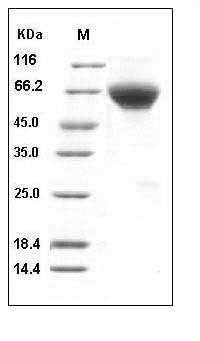 Human BMPR2 / BMPR-II Protein (His & Fc Tag) SDS-PAGE