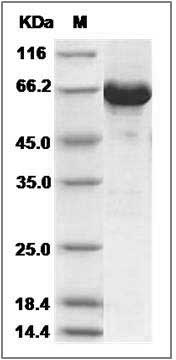 Mouse AKT3 Protein (aa 106-479, His & GST Tag) SDS-PAGE