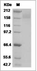 HIV-1 gp140 Protein (group P, strain RBF168) (Fc Tag) SDS-PAGE