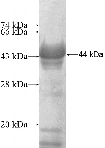 Recombinant Mouse Fig4 SDS-PAGE