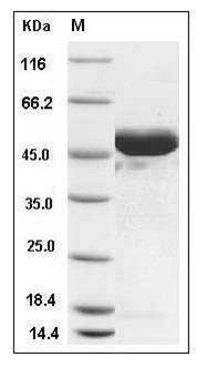 Human NSE / ENO2 / Enolase 2 Protein (His Tag) SDS-PAGE