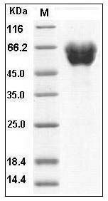 Human Ephrin-A5 / EFNA5 Protein (Fc Tag) SDS-PAGE