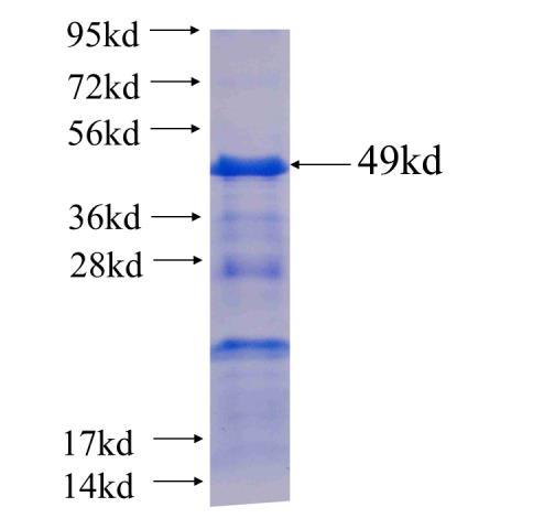 Recombinant human MMP13 SDS-PAGE