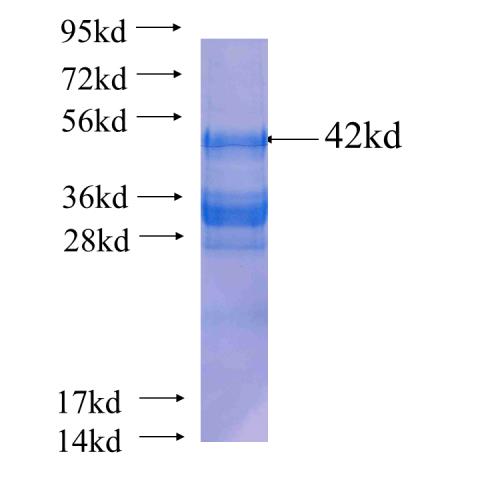 Recombinant human PTPIP51 SDS-PAGE