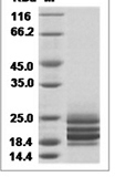 Rat Fas Ligand / FASLG / CD95L Protein 15468