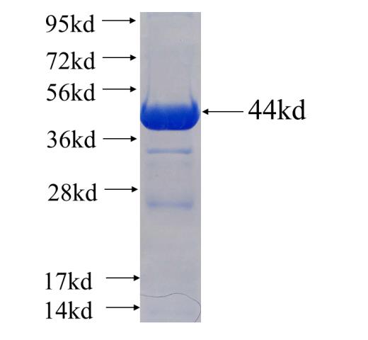 Recombinant human C10orf137 SDS-PAGE