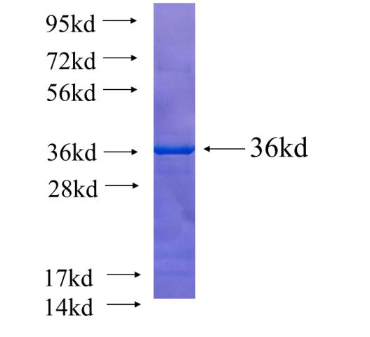 Recombinant human PDK2 SDS-PAGE