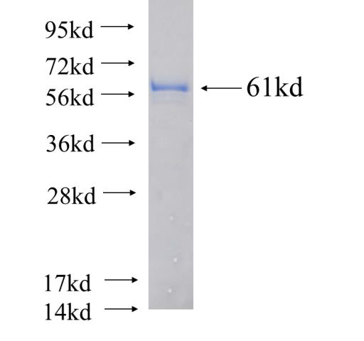 Recombinant human PURA SDS-PAGE