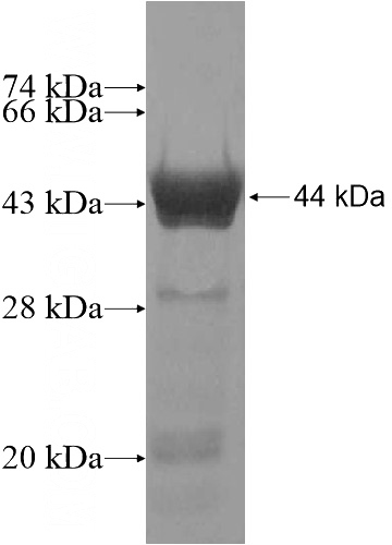 Recombinant Human C9orf117 SDS-PAGE
