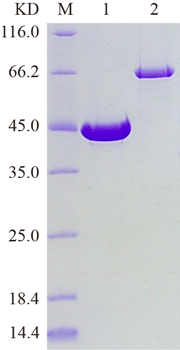 Recombinant RXRB protein (His tag) SDS-PAGE