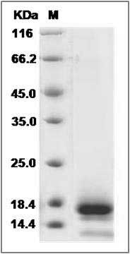 Human TSPAN8 / Tetraspanin 8 / TM4SF3 Protein (His Tag) SDS-PAGE
