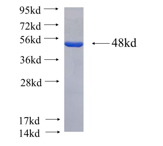 Recombinant Arabidopsis thaliana ATDEF2 SDS-PAGE