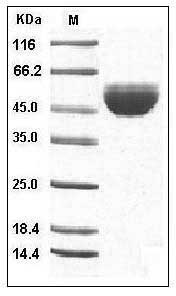 Human GM-CSF / CSF2 Protein (Fc Tag) SDS-PAGE