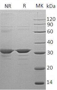 Human CLIC4 (His tag) recombinant protein