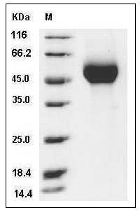 Influenza A H1N1 (A/England/195/2009) Hemagglutinin Protein (HA1 Subunit) (His Tag) SDS-PAGE