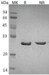 Human BDNF recombinant protein