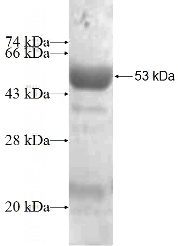 Recombinant Human PLUNC SDS-PAGE